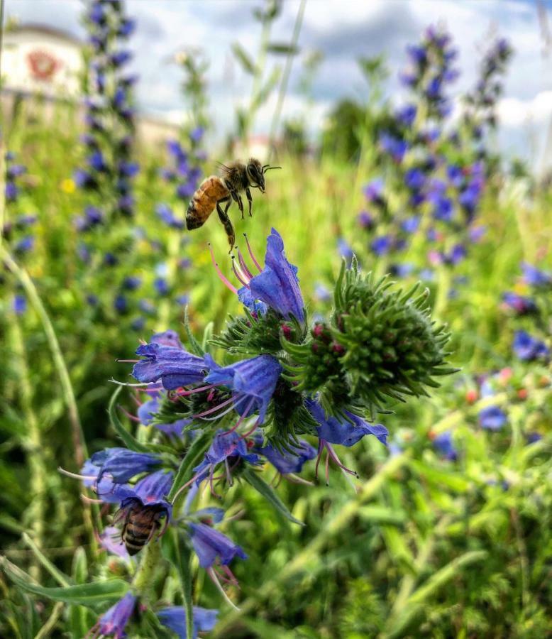 Appartamento Hisa Krivopeta Kobarid Esterno foto