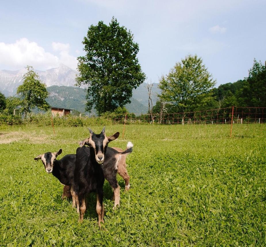 Appartamento Hisa Krivopeta Kobarid Esterno foto